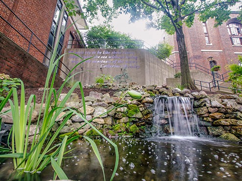 A plant grows in the water of a pond with a waterfall on the Carlow campus.