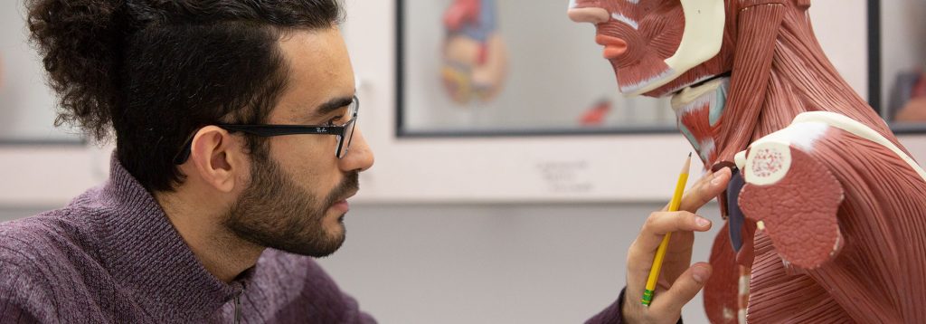 Male biology student examining a skeleton with muscles