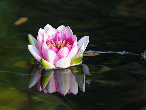 A pink flower floats in peaceful green water.