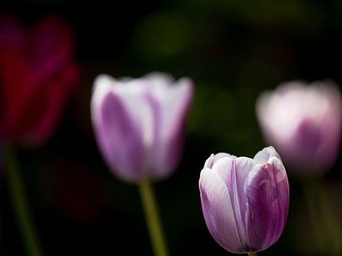 Purple and red flowers in soft focus on a green and black background.